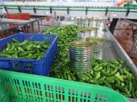 Canned cucumbers, gherkins, cornichones