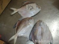 SILVER POMFRET AND BLACK POMFRET