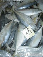 indian mackerel