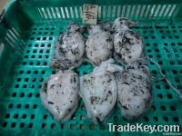 frozen cuttle whole