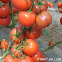 Jinmiao Jindeli Mid-early Mature Hybrid