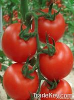 Huayue Indeterminate Growth F1 Hybrid Tomato