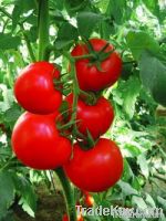 Liangshi Y.N Red Hybrid Stone