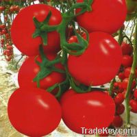 Yinong F-117 indeterminate growth tomato seed