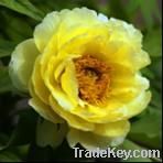 Japanese tree peony