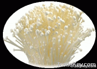 enoki