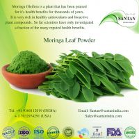 Morninga Leaf Powder