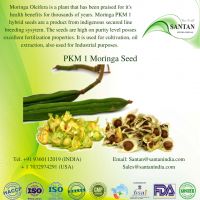 Morninga Seed - PKM1