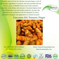 Turmeric Root