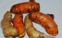 Fresh Turmeric