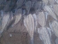 Dried Salted Fish