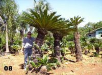 Cycas Revolutas