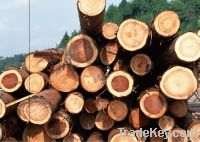 timber