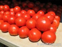 Fresh Tomato