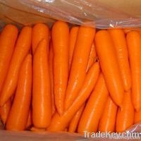 Fresh Carrots