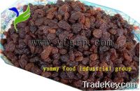 Sultana Raisins