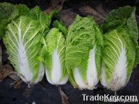 chinese cabbage