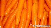 fresh carrot