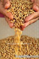 GM wheat