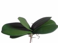 5pcs artificial Phalaenopsis leaves Bush