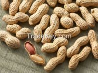 peanuts,shandong peanut,red peanut in shell