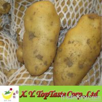 Fresh Holland Potato