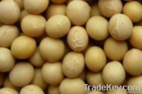 GOOD AND WELL REFINED SOYABEANS
