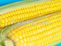 Yellow Corn #2 - GMO