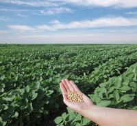 Yellow Corn # 2 GMO &amp; Soybean # 2 GMO BRAZIL - CIF