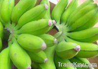 Dwarf Bananas