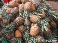 Fresh Pineapples