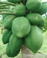 Papaya Fruit