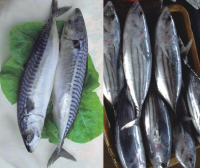 Canned sardine Mackerel