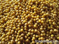 Yellow mung beans (2012 crop)