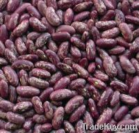 Purple speckled kidney beans (2012 crop)