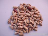 Light speckled kidney beans-long shape (2012 Crop)