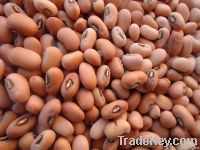 Pink cowpeas (2011Crop)