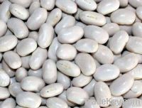 white kidney beans-Japanese type (2012 Crop)