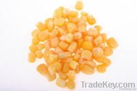 Maize | Maize Exporter | Corn Grain Seller | Maize Buyer | Bulk Maize Grain Importer | Corn bean Buyer | Corn bean Wholesaler | Corn Grain Manufacturer | Best Quality Corn Grain | Cheap Maize Supplier | Low Price Corn | Yellow Corn | White Cron | Baby Mai