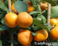 Mandarin Orange