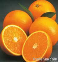 Fresh Oranges