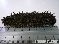 Dried Sea Cucumber 