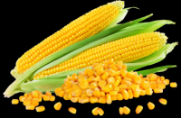 Yellow Corn / Maize / Agriculture Grains