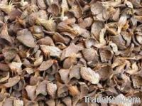 Palm Kernel Shell (PKS)