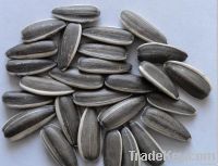 2011 New Crops of Sunflower Seeds