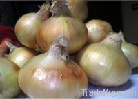 Yellow Onions