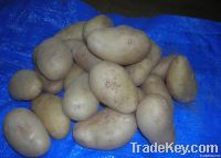 Fresh Potatoes