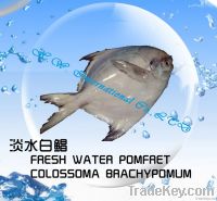 Fresh Water Pomfret