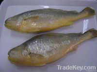 Yellow Croaker