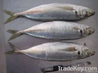 Horse Mackerel